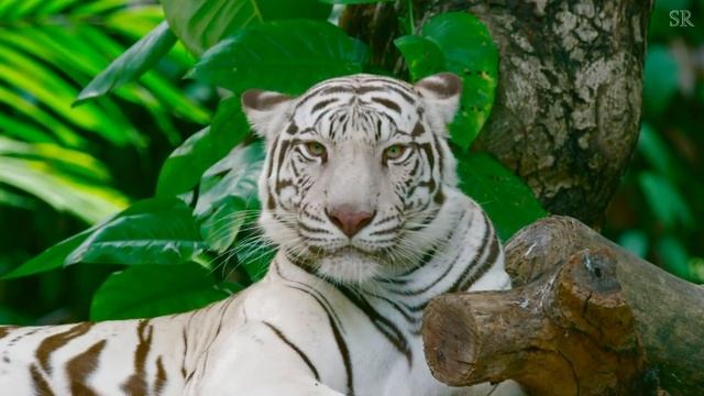 Nature's Beauty & It's Beasts смотреть онлайн