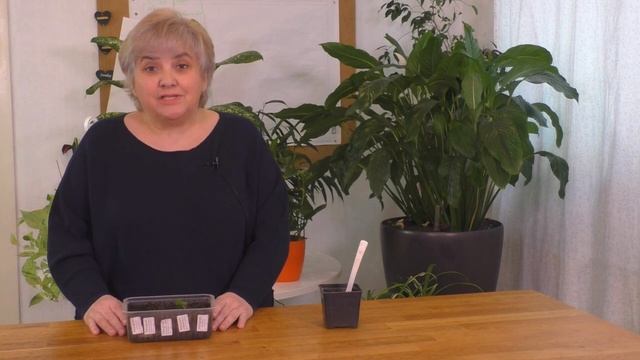 ОЧЕНЬ ОБИДНО! Новые Сорта ПЕЛАРГОНИИ Не Взошли! Мои цветы. Мой опыт. смотреть онлайн