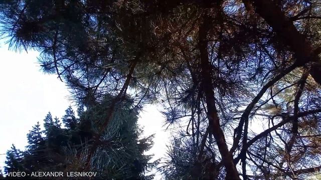 ПИЦУНДСКАЯ СОСНА*польза и вред смотреть онлайн