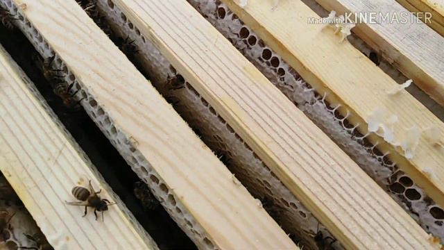 Акація на Канівщині, відкачка меду смотреть онлайн