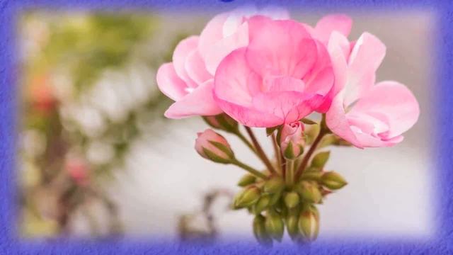 Geranio Planta Medicinal 🍻 Los Beneficios Y Propiedades Del Geranio смотреть онлайн