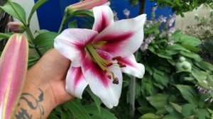 ЛИЛИИ. Трубчатые, ЛА, ОТ гибриды. Моя фантастическая коллекция! Обзор и цветение лилий в 2021 году.