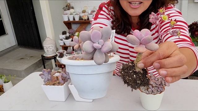 Pachyphytum oviferum vs Graptopetalum amethystinum смотреть онлайн