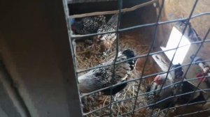 Порода кур Амрокс и другие....