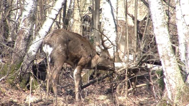 Пятнистые олени Лосиного Острова, Spotted Deers of the Elk Island, HD смотреть онлайн
