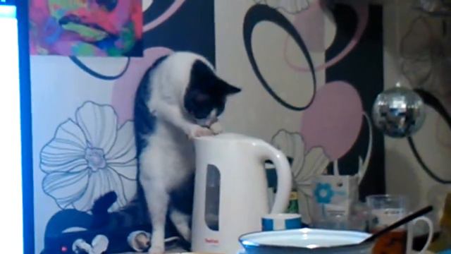 Тварь шерстяная! смотреть онлайн