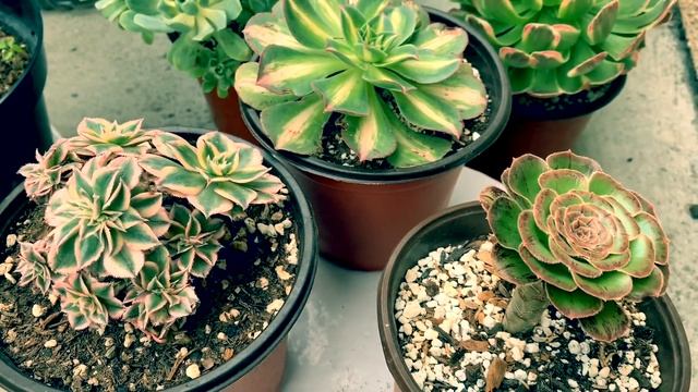 #246 MY AEONIUM COLLECTION | GRAFTING AEONIUM SUCCULENTS | Ghép sen đá Aeonium | VƯỜN SEN ĐÁ AEONIU смотреть онлайн