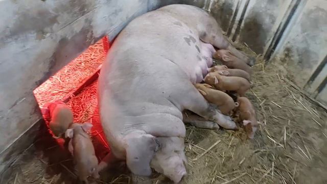 //Кучеряшка❗️Вона годує Братика і сестричку❗️//🐖🐖Дрищі,які вони є//Як відбіраю Шелудьківську// смотреть онлайн