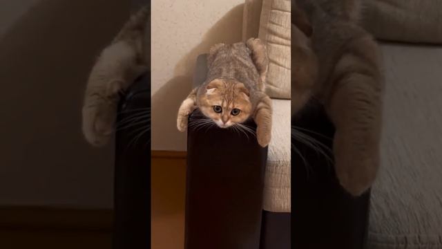 Если лежу, значит удобно.🐈🐾 смотреть онлайн