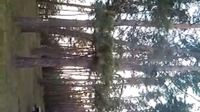 СОСНА. свалился вниз)на шишки смотреть онлайн