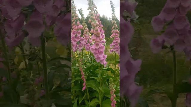 Наперстянка смотреть онлайн