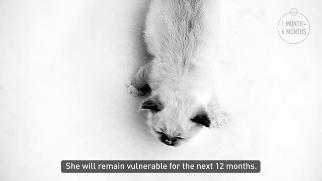 Royal Canin Kitten смотреть онлайн