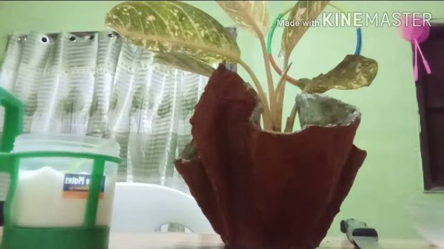 AGLAONEMA NAMULAKLAK NG ROSE NANG DAHIL SA VETSIN??? смотреть онлайн