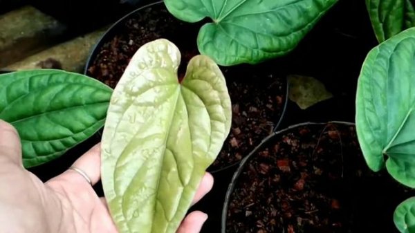 Anthurium Radicans || Anthurium Sirih