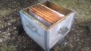 Как усилить и спасти от гибели слабую семью пчел весной