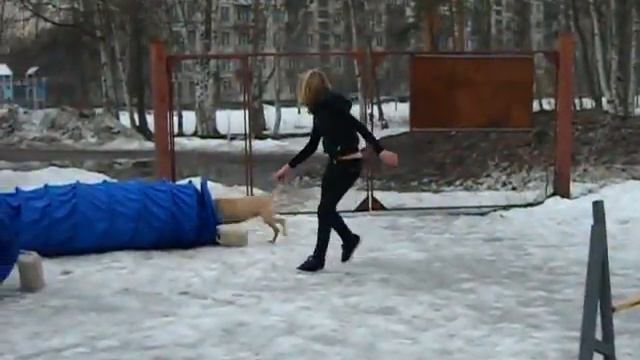 Аджилити смотреть онлайн