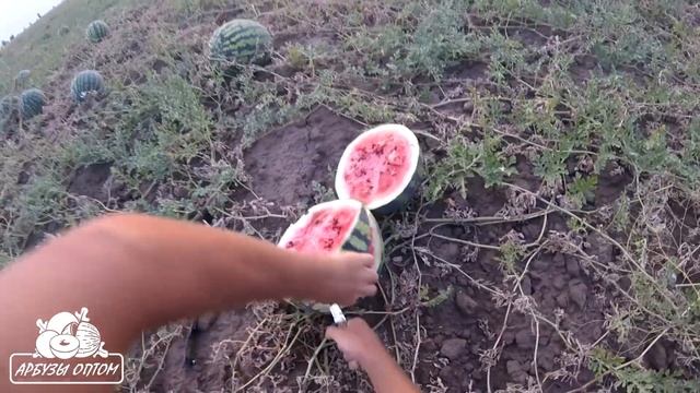 Арбуз Холодок 26 08 2016 смотреть онлайн