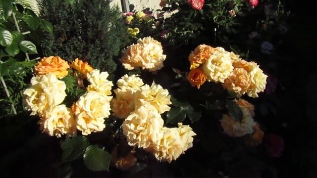 Мой Розовый Сад!!! Лето2022г. Розанна; Голдэльзе;Юбилей принца Монако... смотреть онлайн