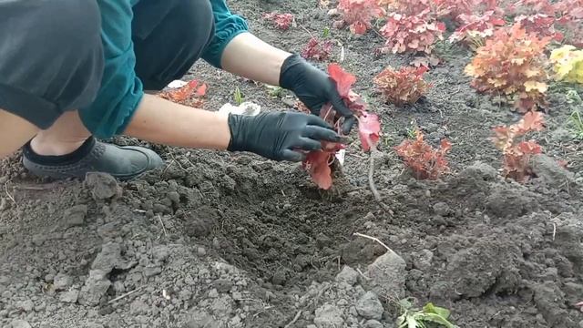 Гейхери з відкритою кореневою,посадка і де їх купую.