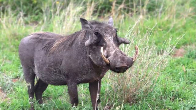 Natural Abundance -Part 4 смотреть онлайн