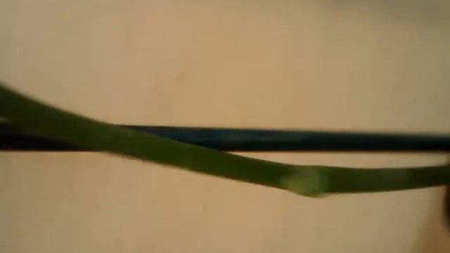 Phalaenopsis orchid first video смотреть онлайн