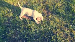 Американский бульдог:это должно было произойти\American Bulldog: it was about to happen