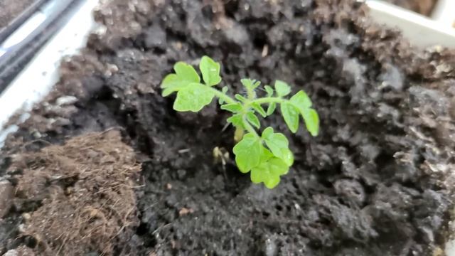 Рассада НИКОГДА не вытянется! Использую Это и Рассада Коренастая и Низенькая! смотреть онлайн