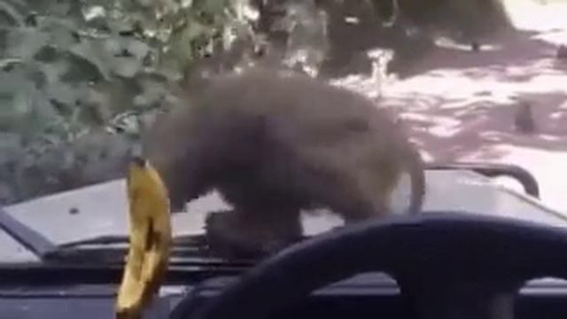 Обезьян хочет бананы 🍌🍌🍌🍌🍌🍌🍌🍌 смотреть онлайн