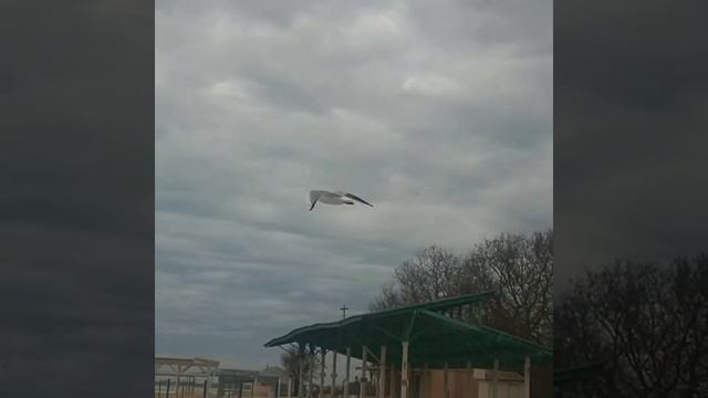 #Чайки #хищные птицы #Евпатория смотреть онлайн