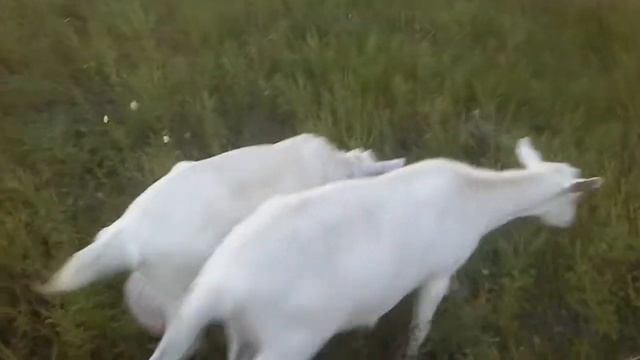 Нубийские и зааненские козы у нас в хозяйстве смотреть онлайн