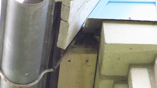 Воробей кормит птенцов под крышей моего дома. A sparrow feeds chicks under the roof of my house. смотреть онлайн