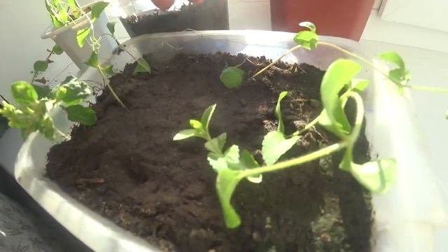 стевия из семян , хочу размножить черенками .