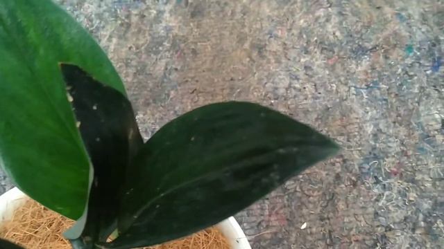 Scindapsus Treubii Dark Form | Hari Flora Landscape