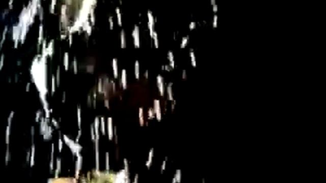 Дикая орхидея/Wild Orchid