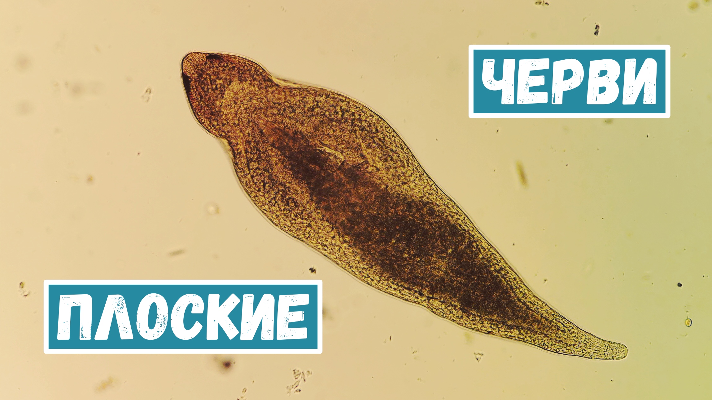 Плоские черви смотреть онлайн