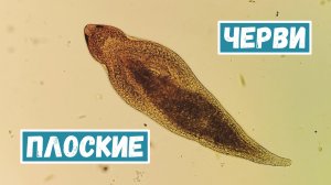 Плоские черви