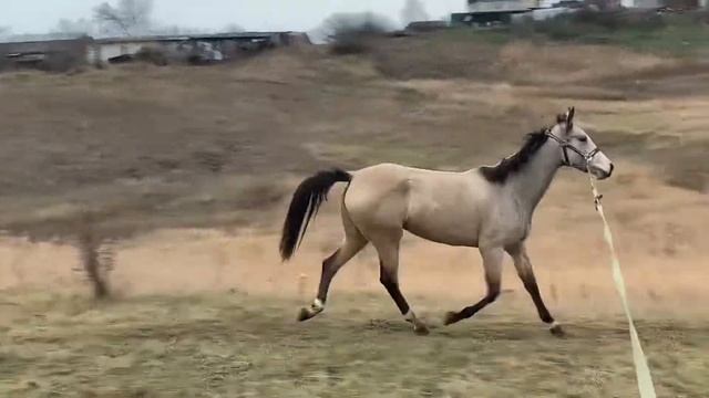 Ахалтекинская кобыла Антлатида-Ахал, 2 года смотреть онлайн