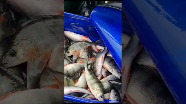 Дністер.Бакота.Гораївка. смотреть онлайн