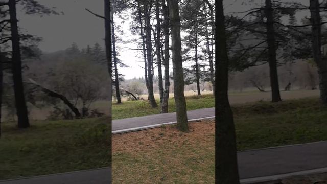 Сосновый бор смотреть онлайн