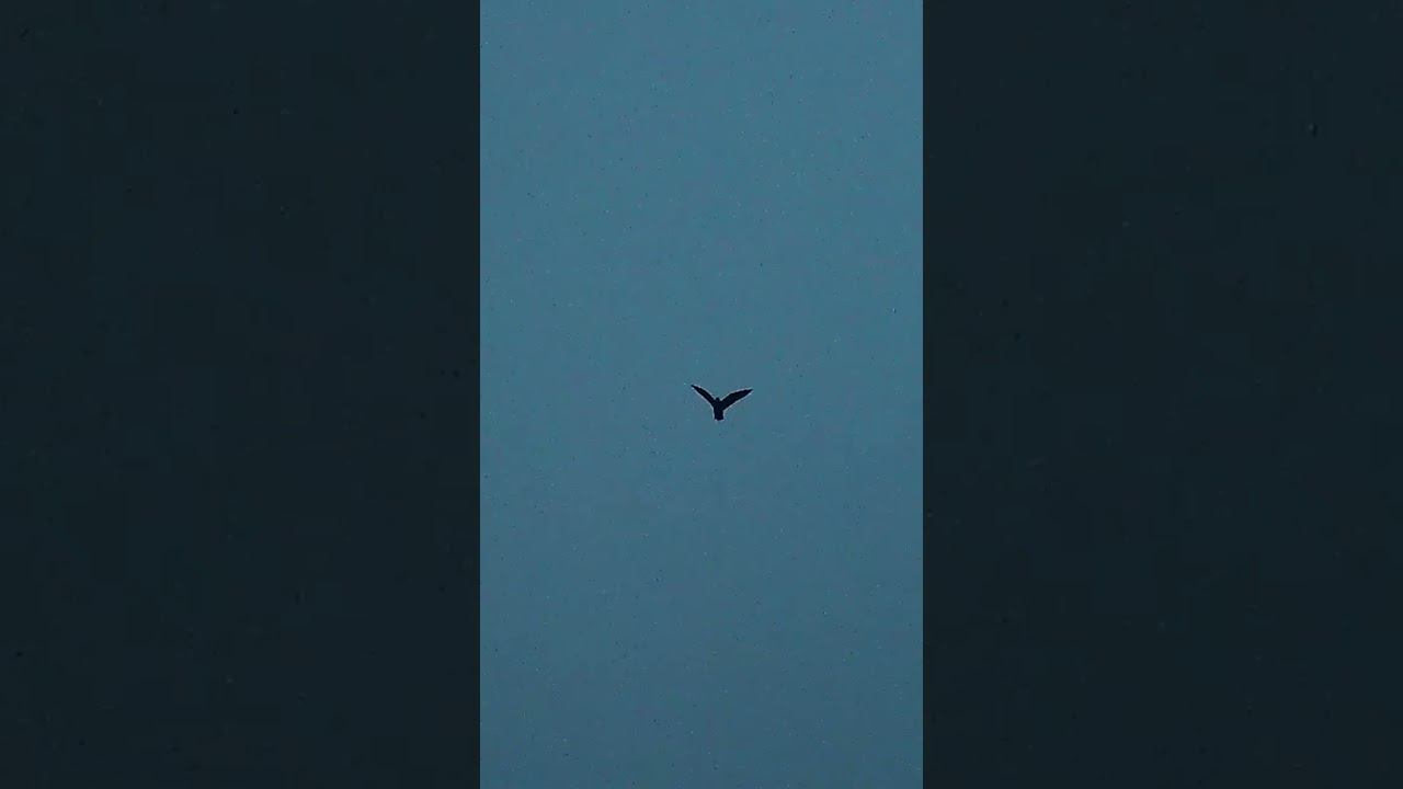 Выстрелы по вальдшнепу #hunting смотреть онлайн