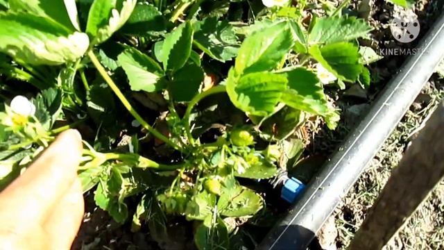 Моя клубника. смотреть онлайн