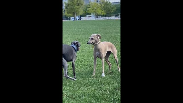 Italian Greyhound Boys vs. Girls - The Pros & Cons смотреть онлайн