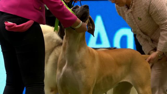 Crufts 2019 Day 2 - Part 3 LIVE смотреть онлайн