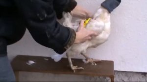 Как вывести вшей и пухопероедов у кур Паразиты у кур