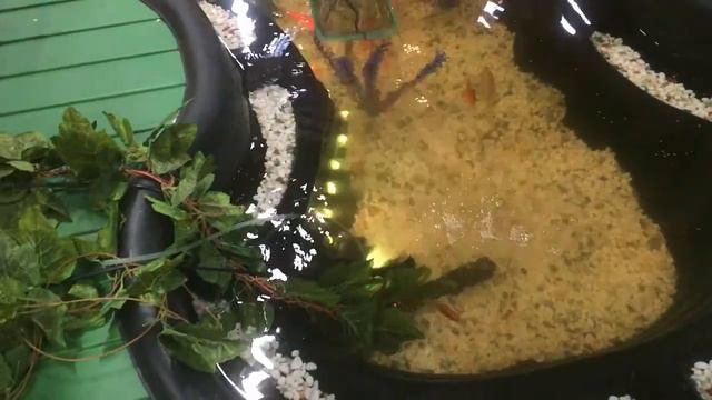 Экскурсия по контактному зоопарку Живая экзотика. смотреть онлайн