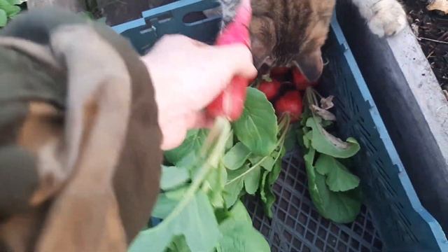 Собираю урожай редиски. Сорт "Марс" и "Малиновый шар". смотреть онлайн