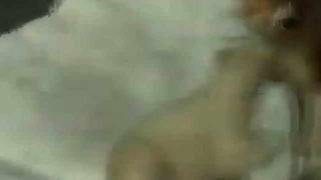 Пока они еще друзья.Белые медведи. смотреть онлайн