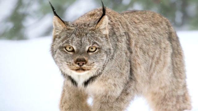 Интересные факты о рыси смотреть онлайн