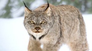 Интересные факты о рыси