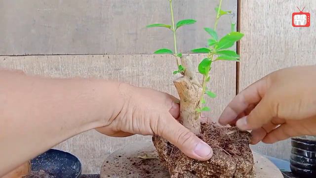 PHILIPPINE BONSAI | PAANO MAGTANIM NG ARGAO SA BATO | SIMPLE AND EASY PLANT ON ROCK BONSAI STYLE смотреть онлайн